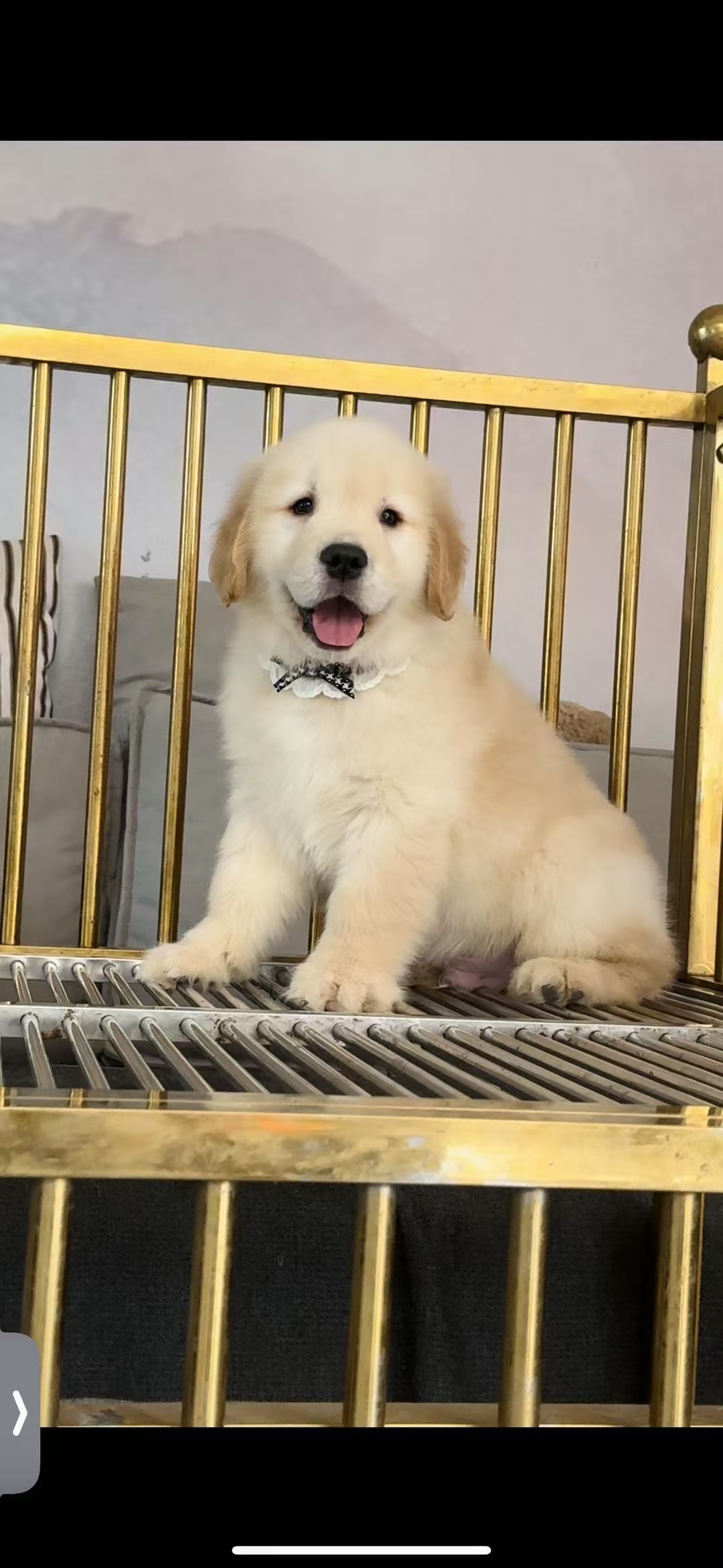 金毛幼犬